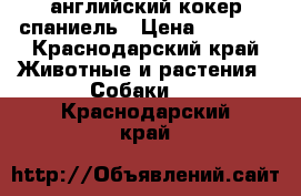 английский кокер спаниель › Цена ­ 7 000 - Краснодарский край Животные и растения » Собаки   . Краснодарский край